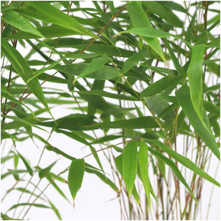 6x Fargesia Rufa - 25cm - Bambou - Bambou de jardin rustique