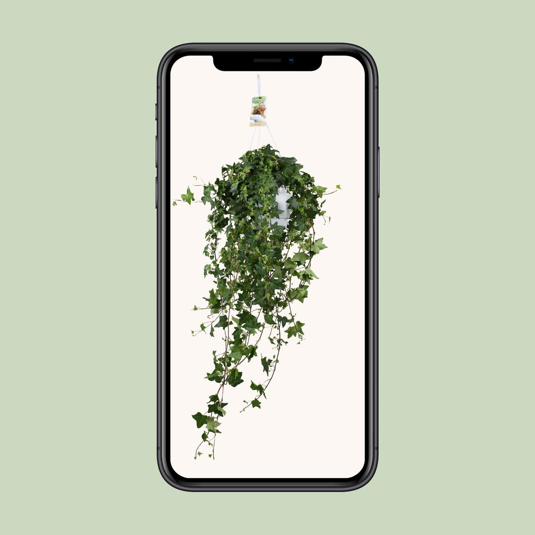 Hedera Helix Pitsburg - Hang/XXL - Ø17cm - 90cm - Klimop