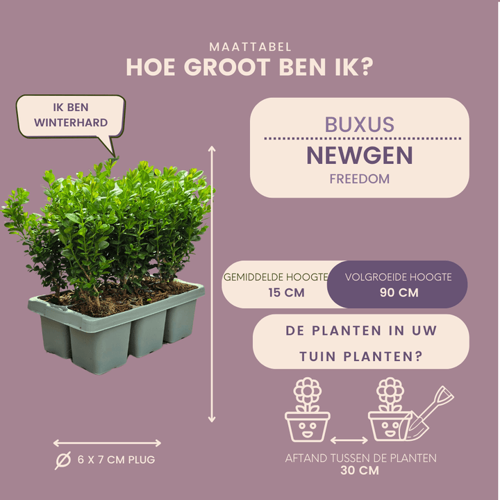 Buxus NewGen Freedom (compacte Buxus) - 15 cm - Palm Buxus