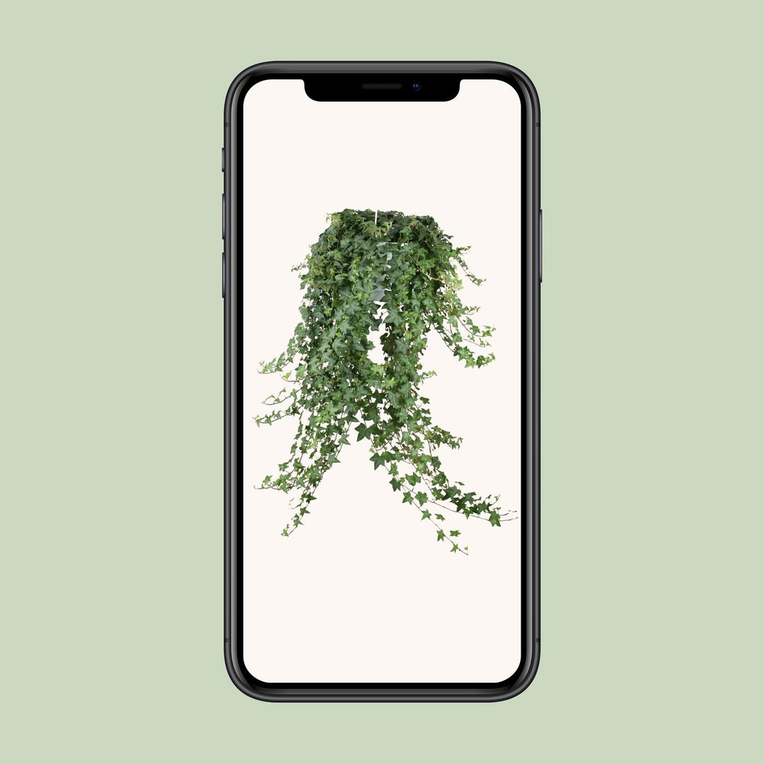 Hedera Helix Pitsburg - Hang/XXL - Ø24cm - 70cm - Klimop