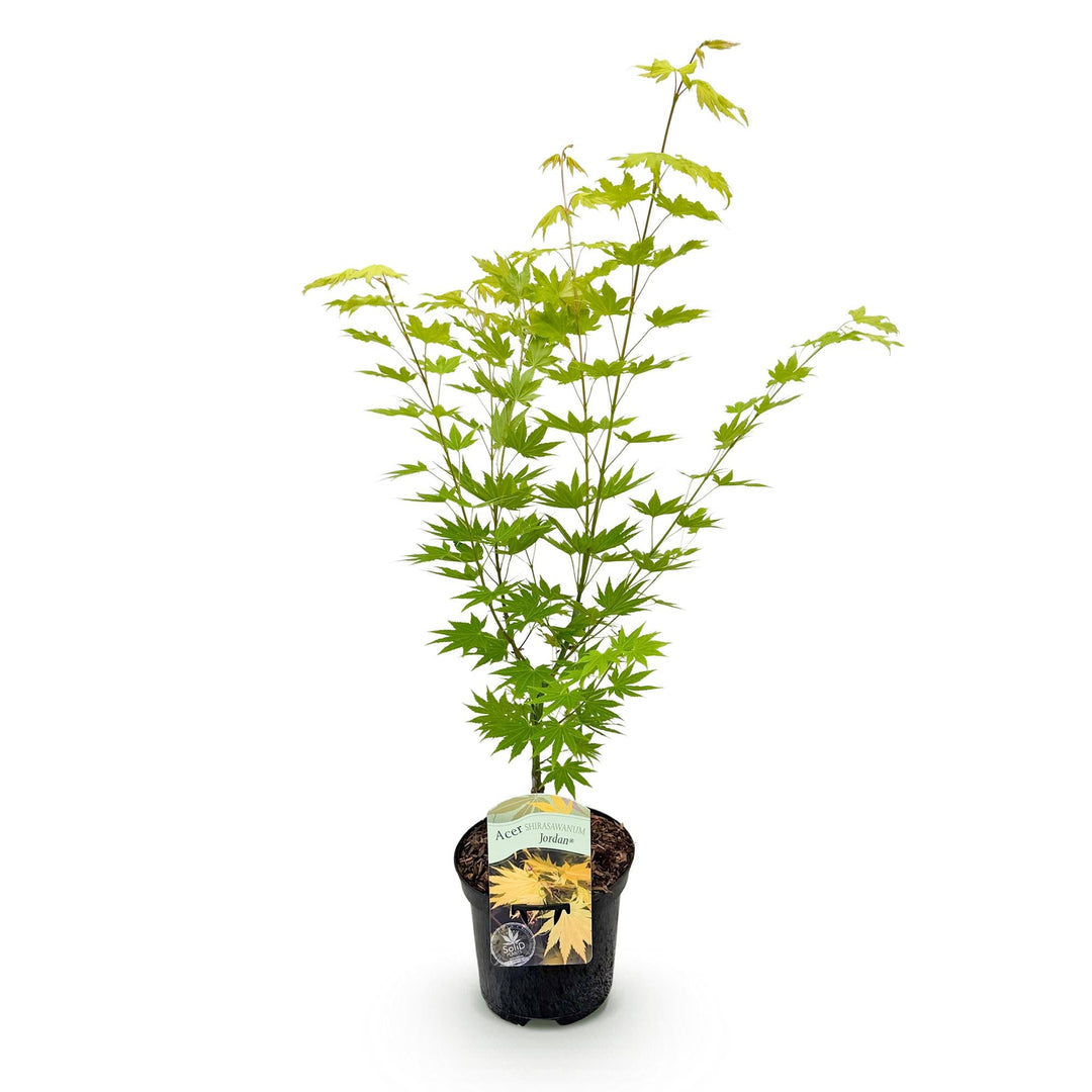 Japanse Esdoorn Jordan - Geel - 70cm - Acer Palmatum Buiten