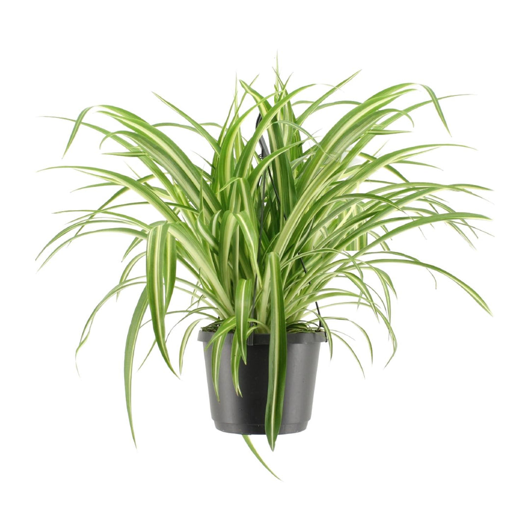 Chlorophytum Comosum Variegatum – Ø17cm