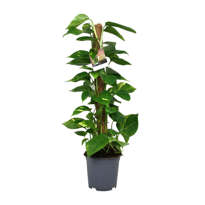 Scindapsus Epipremnum - Ø19cm - 80cm - Efeutute - Scindapsus Hangplant