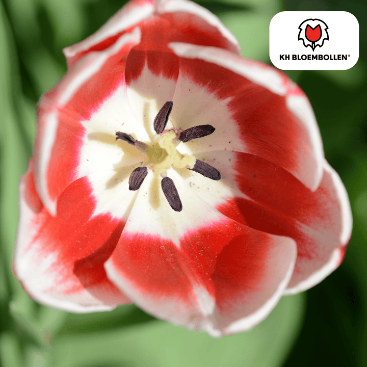 Tulpenbollen Candy Apple Delight - 20 stuks - Sierpot Kamerplant