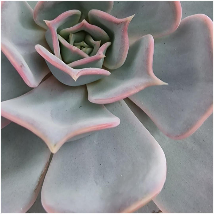 Succulent Echeveria Lilacina in schaal 'zwart' Ø20 cm - 5 cm