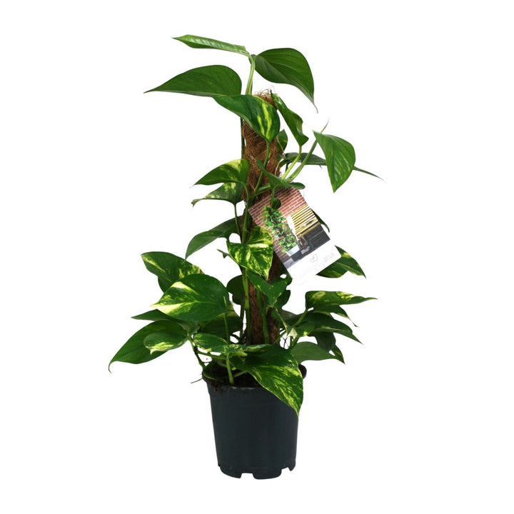 Scindapsus Epipremnum - Ø15cm - 50cm - Efeutute - Scindapsus Hangplant