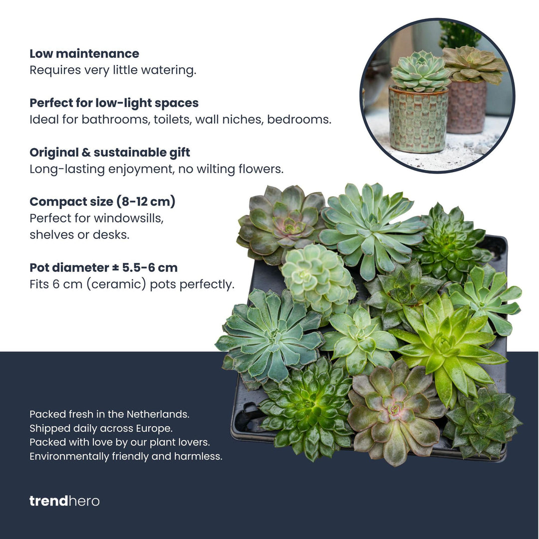 Set of 12 - Succulent Mix Set - Assorted Succulents in 6 cm Pots