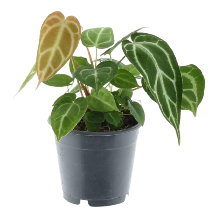 Anthurium Chrystallinum - 35 cm - ø12 - Anthurium