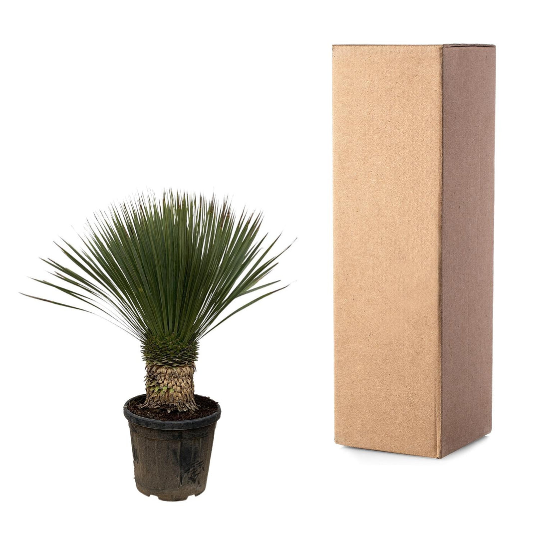 Yucca Rostrata - 100cm- Ø38 - Blauwe Palmlelie Buiten