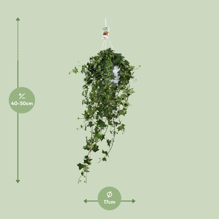 Hedera Helix Pitsburg - Hang/XXL - Ø17cm - 90cm - Klimop