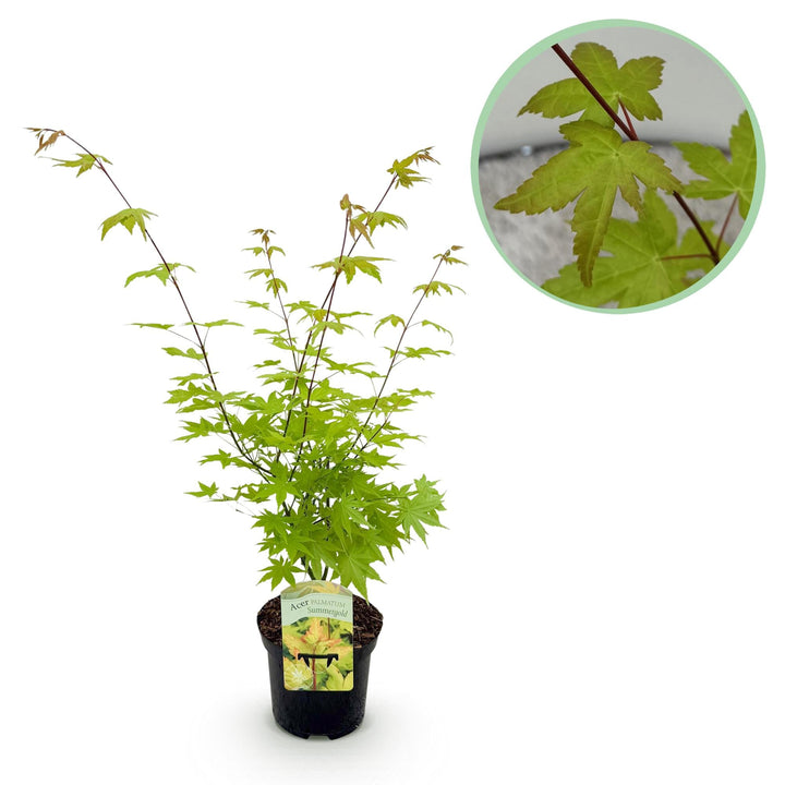 Érable japonais Summergold - Jaune - 70cm - Acer Palmatum Extérieur