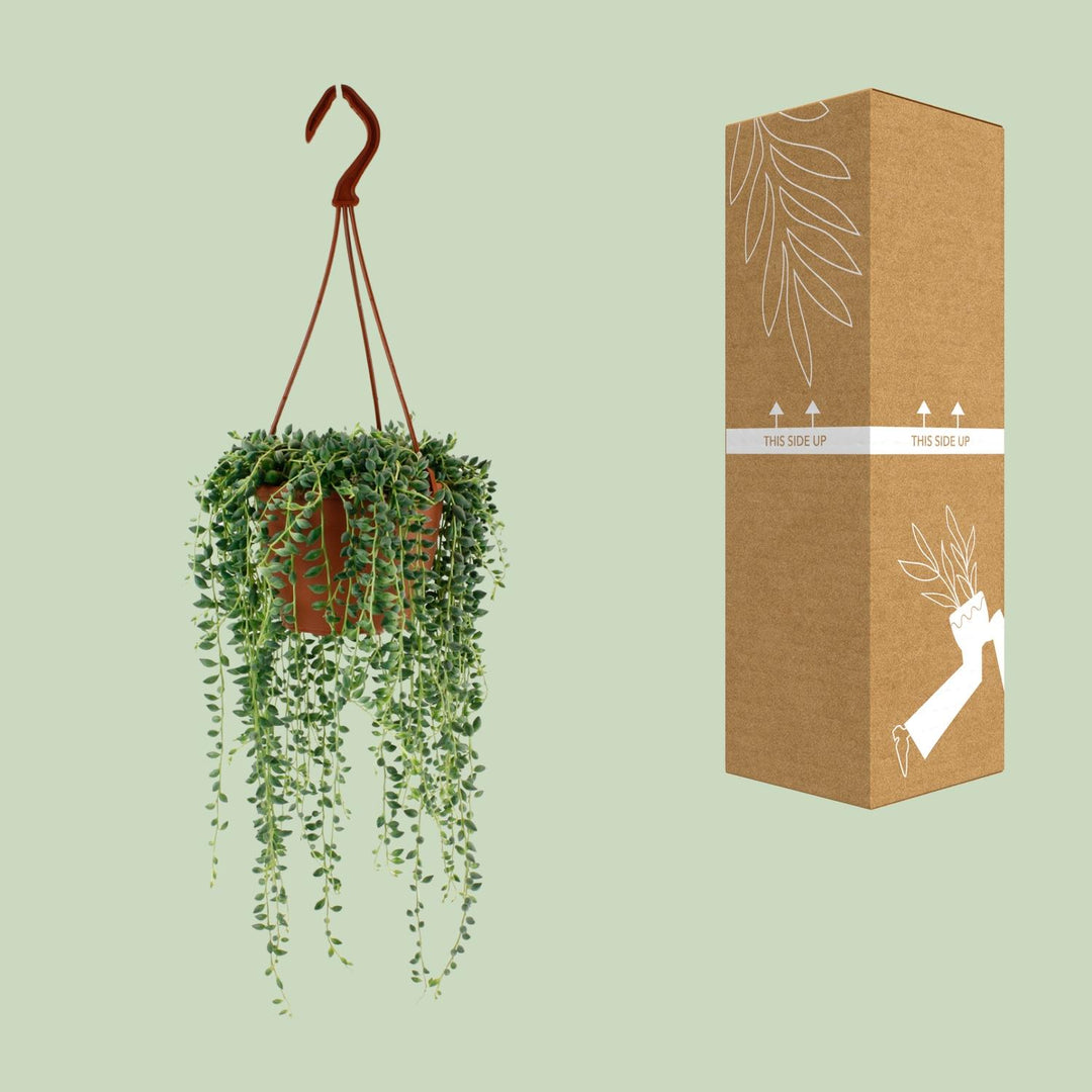 Senecio Herreianus - Ø12cm - 20cm - Succulent Hangplant