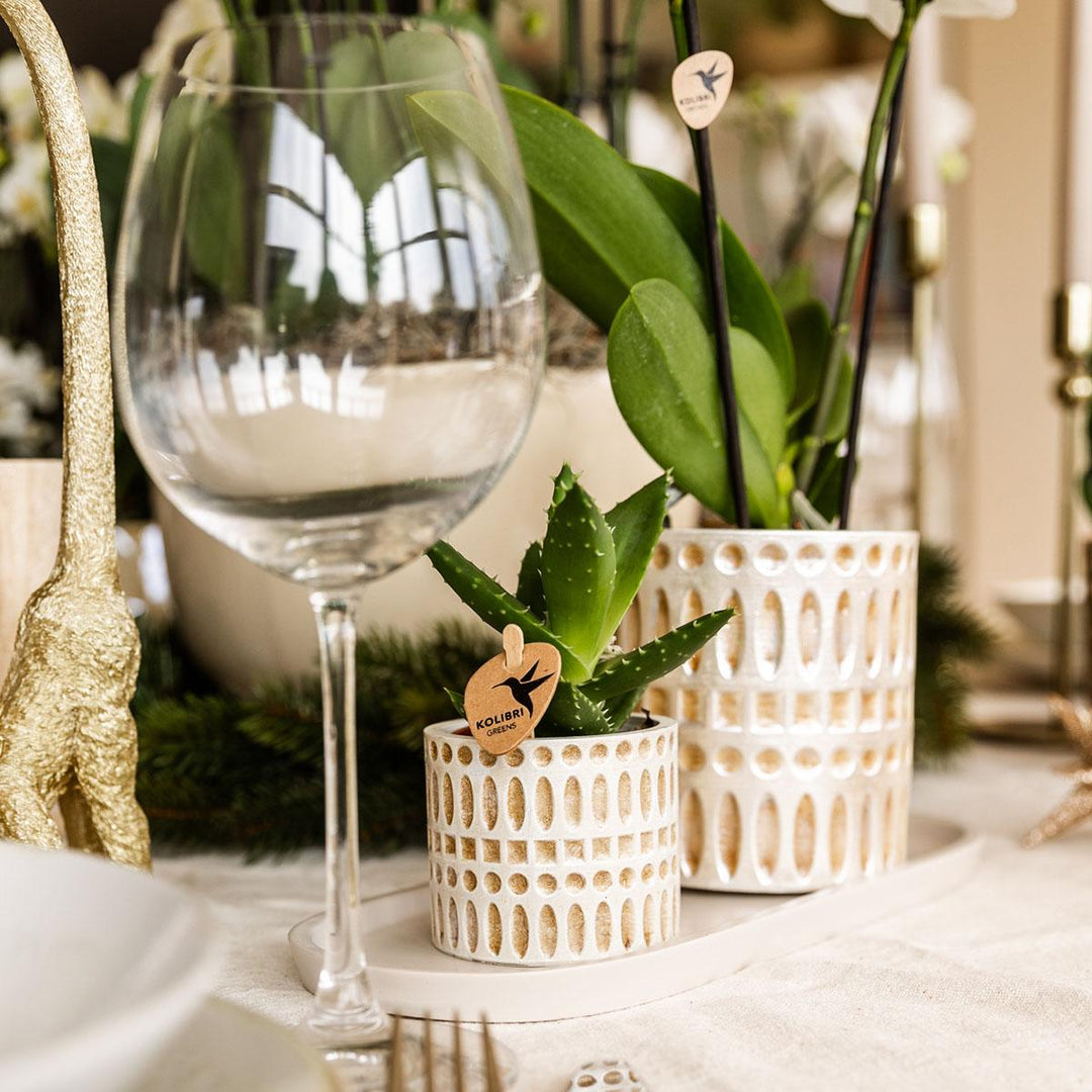 Set de plantes Le Chic petit | Phalaenopsis orchidée blanche Amabilis et