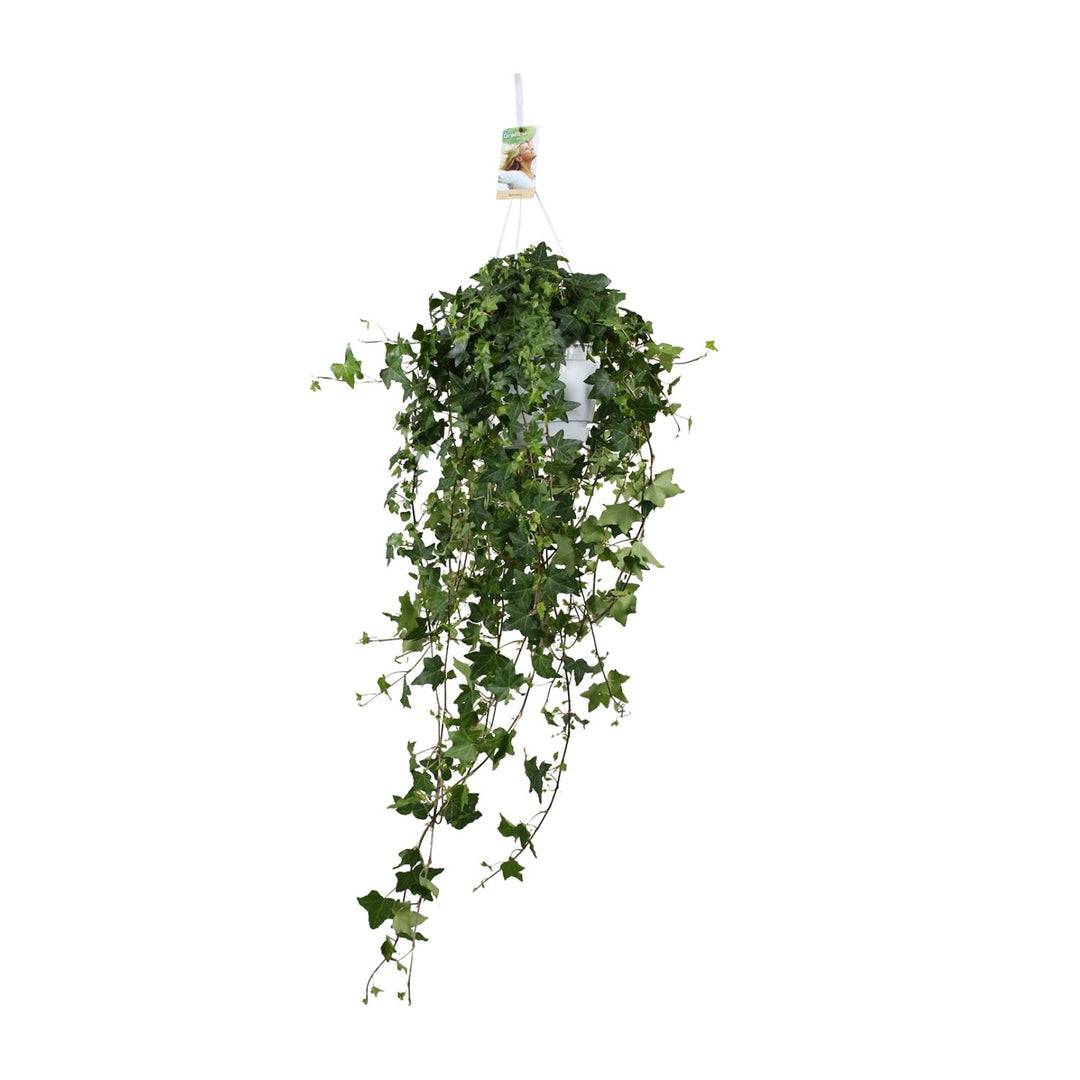 Hedera Helix Pitsburg - Hang/XXL - Ø17cm - 90cm - Klimop