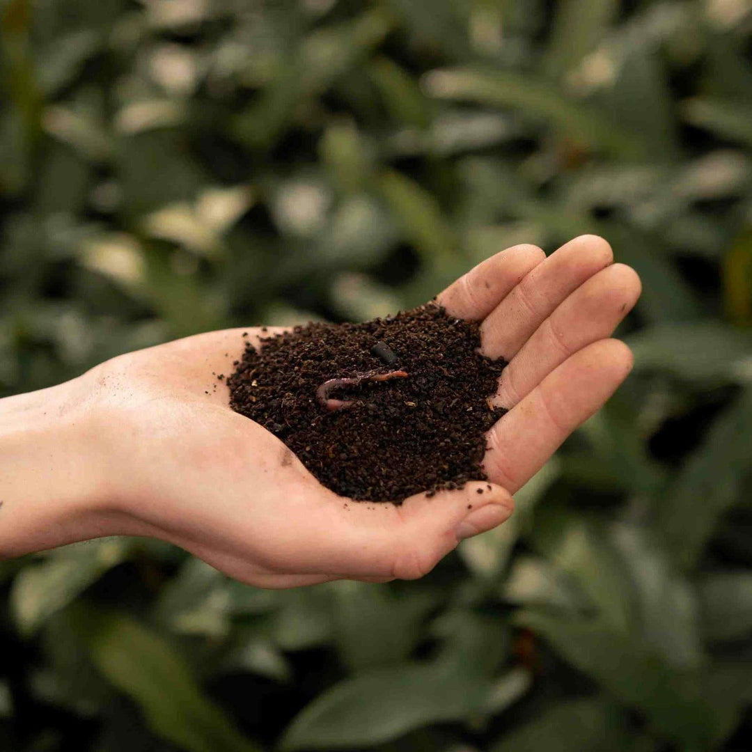 Vermicompost 3L - Soin des plantes - Achat plante d'intérieur