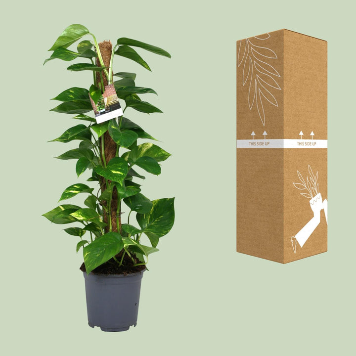 Scindapsus Epipremnum - Ø19cm - 80cm - Efeutute - Scindapsus Hangplant