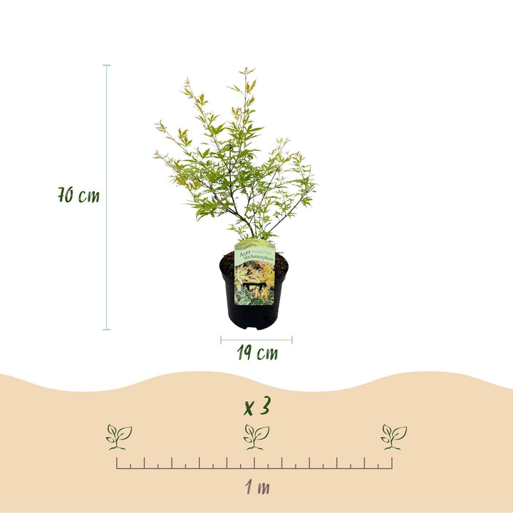 Érable japonais Methamorphosa - Vert - 70cm - Acer Palmatum Extérieur