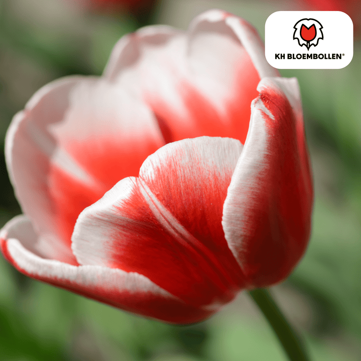 Tulpenbollen Candy Apple Delight - 20 stuks - Sierpot Kamerplant