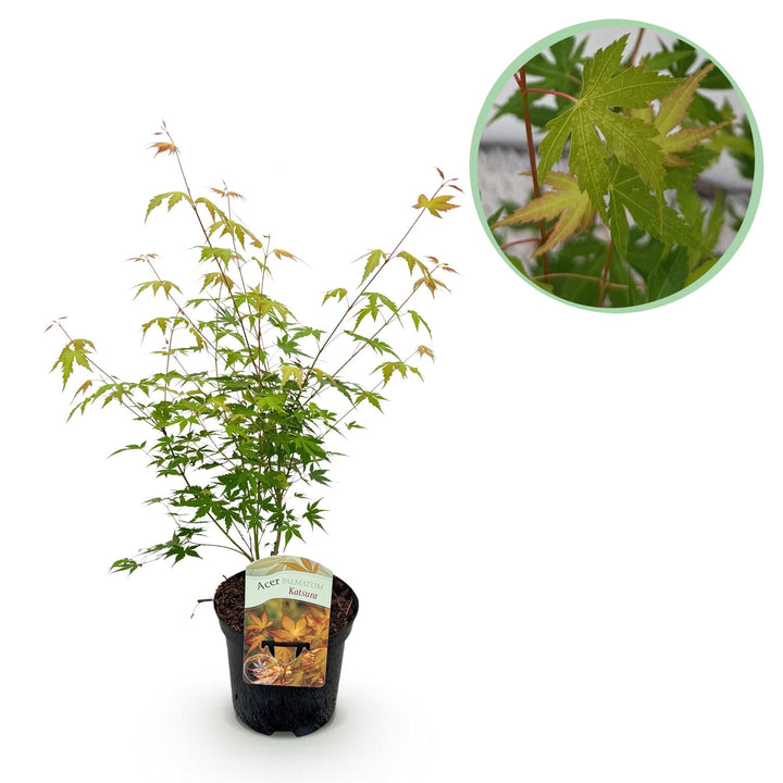 Japanse Esdoorn Katsura - Oranje - 70cm - Acer Palmatum Buiten