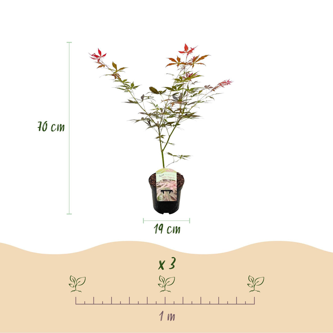 Japanse Esdoorn Sumi-nagashi - Rood - 70cm - Acer Palmatum Buiten