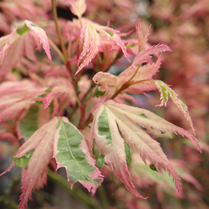 Érable japonais Lyoshi - Rose - 70cm - Acer Palmatum Extérieur