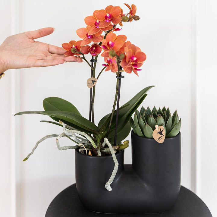 Tube sierpot - Black - Bloempot Kamerplant - Plantenpot