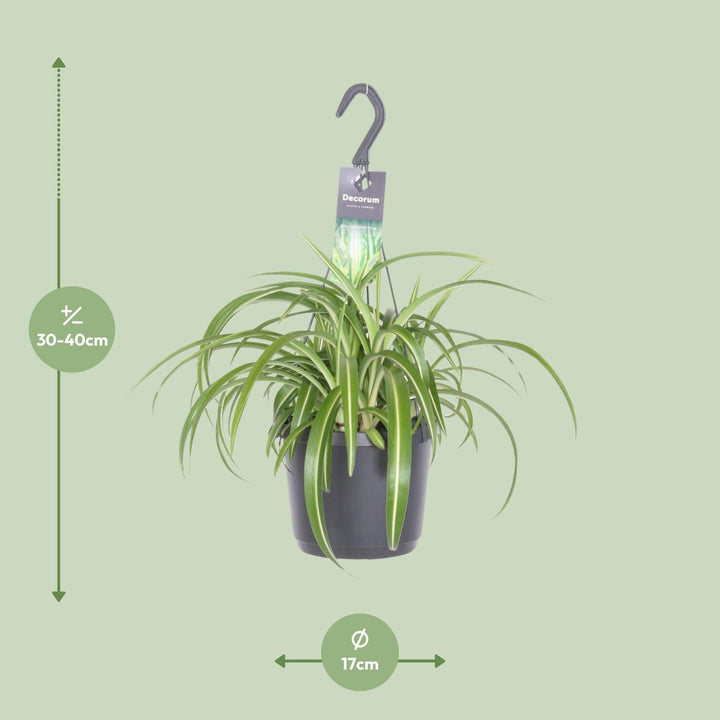 Graslelie Chlorophytum Comosum Bonnie – Ø17cm | Hangplant