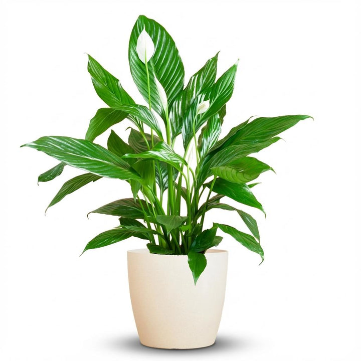 Spathiphyllum met Potter wit - 80cm - Ø21 - Lepelplant