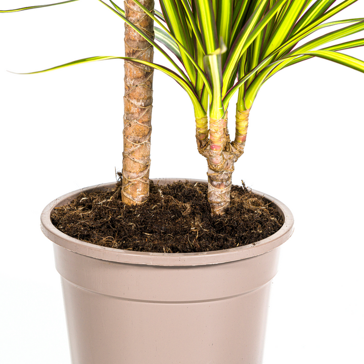 Dracaena Marginata Sunray Ø19cm - 80-100cm - Drakenboom