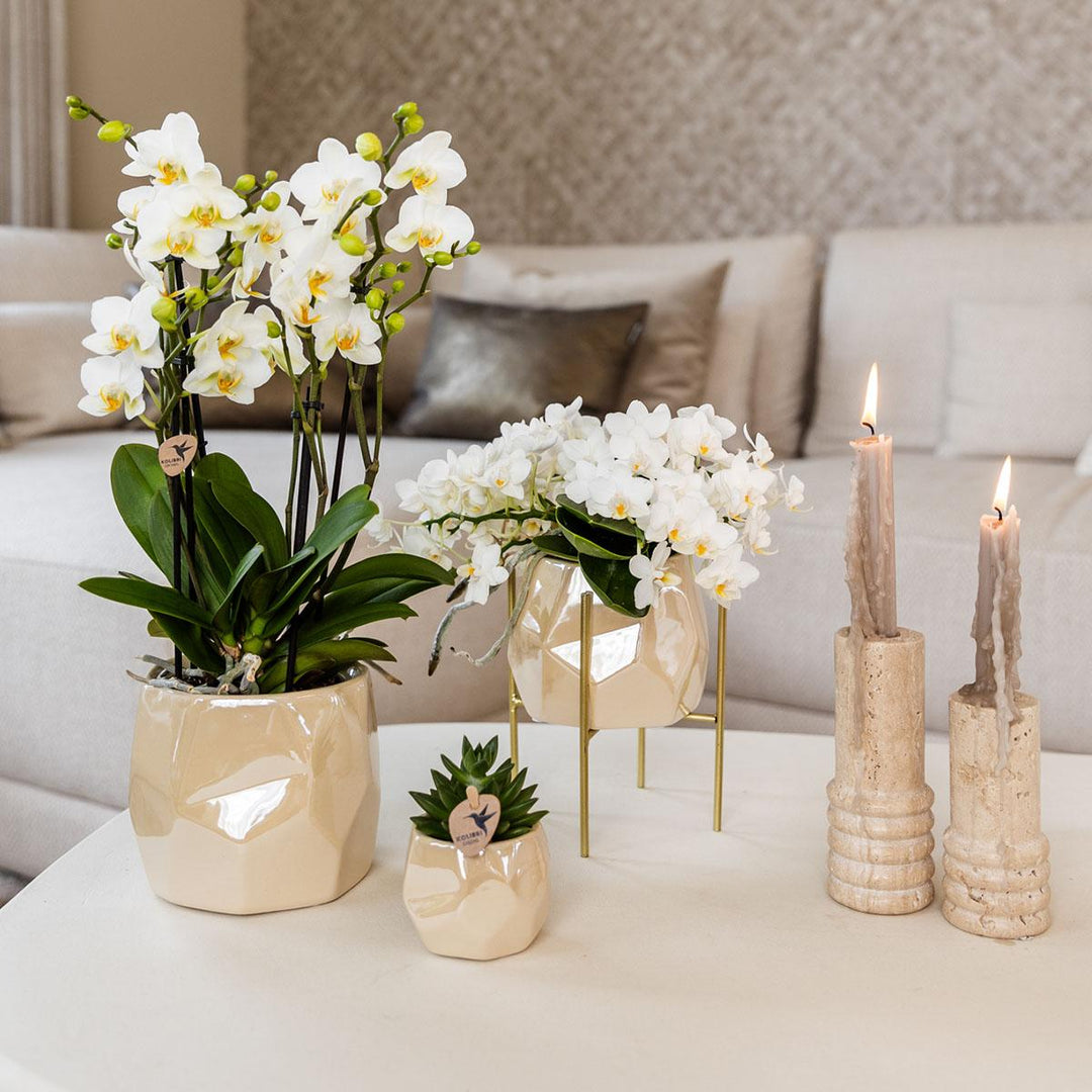 Combi deal - Pearl travertine potten - Sierpot Kamerplant
