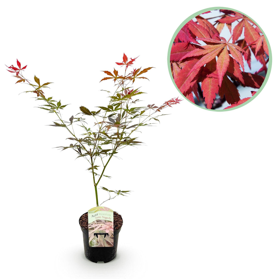 Japanse Esdoorn Sumi-nagashi - Rood - 70cm - Acer Palmatum Buiten