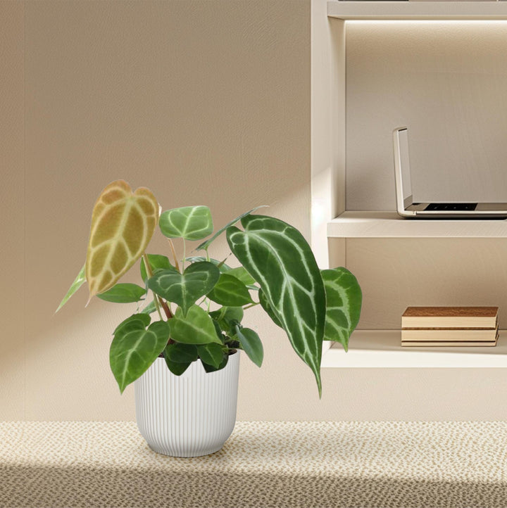 Anthurium Chrystallinum - 35 cm - ø12 - Anthurium