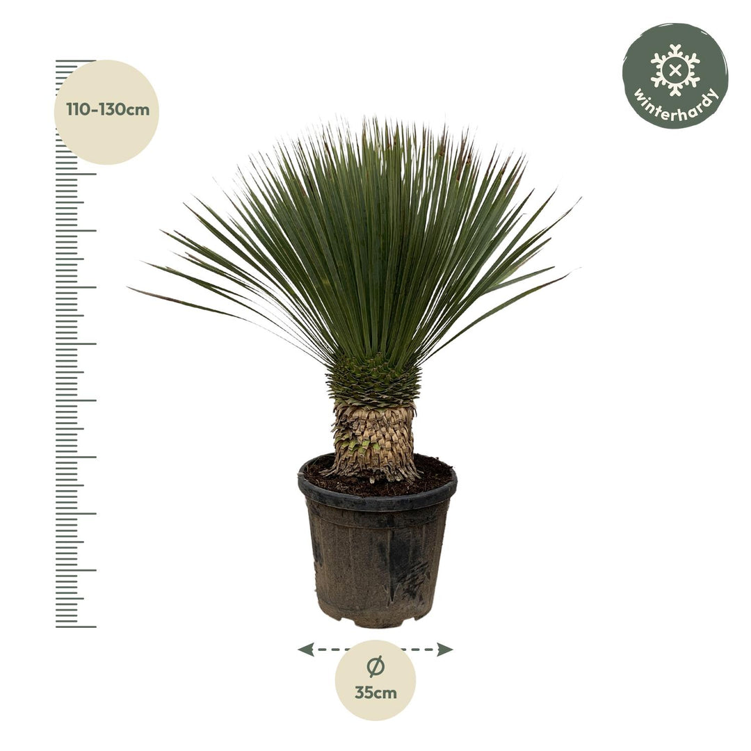Yucca Rostrata - 100cm- Ø38 - Blauwe Palmlelie Buiten