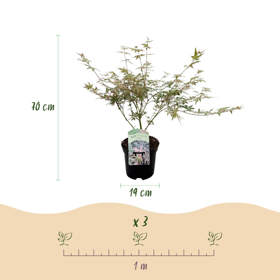 Érable japonais Lyoshi - Rose - 70cm - Acer Palmatum Extérieur