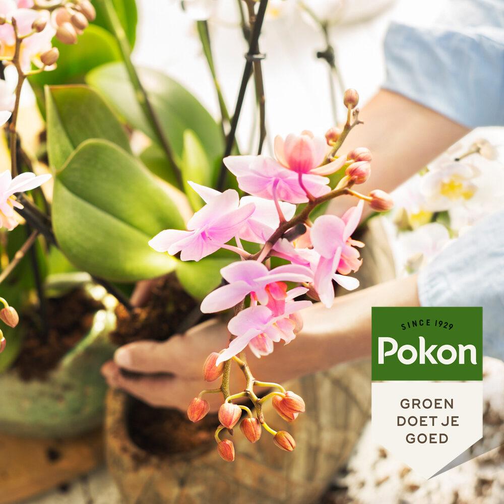 Pokon Powerspray orchidee 300 ml - Phalaenopsis Orchidee