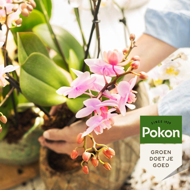 Pokon Powerspray orchidee 300 ml - Phalaenopsis Orchidee