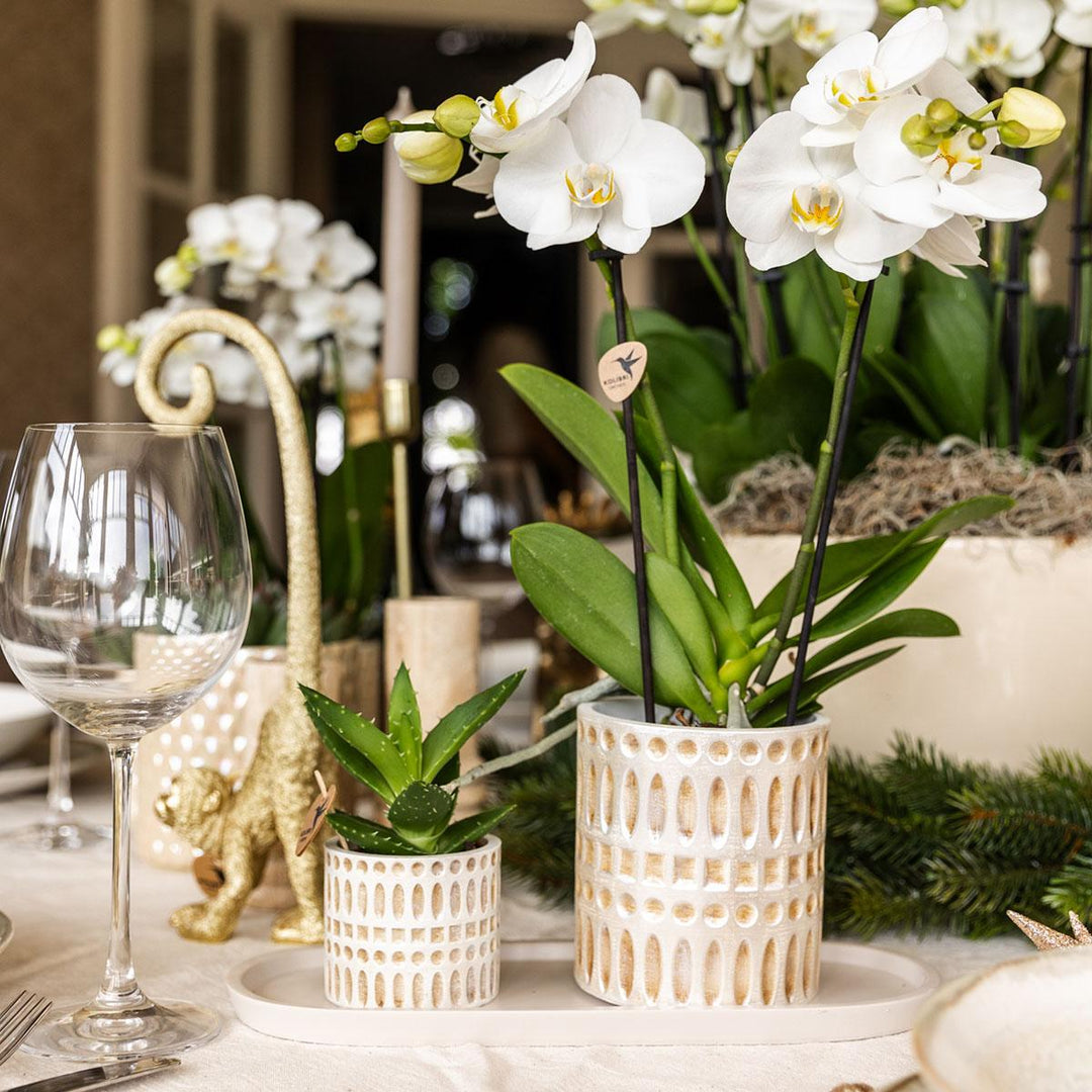 Set de plantes Le Chic petit | Phalaenopsis orchidée blanche Amabilis et