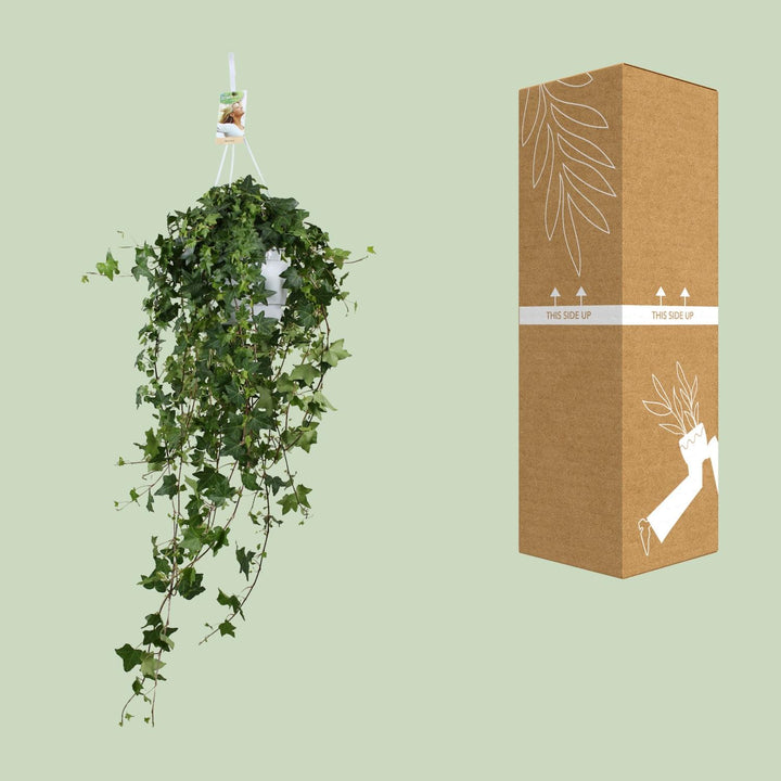Hedera Helix Pitsburg - Hang/XXL - Ø17cm - 90cm - Klimop