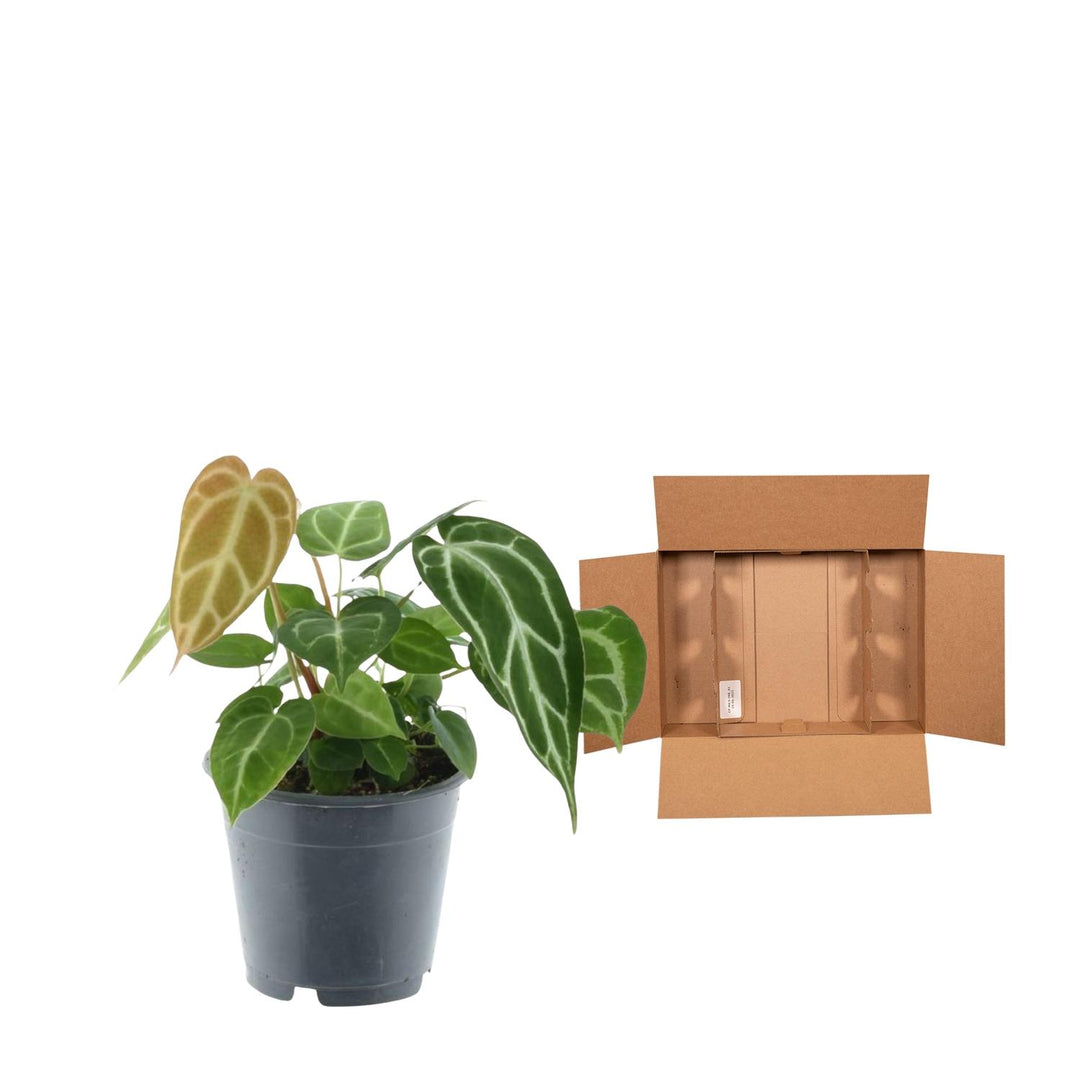 Anthurium Chrystallinum - 35 cm - ø12 - Anthurium