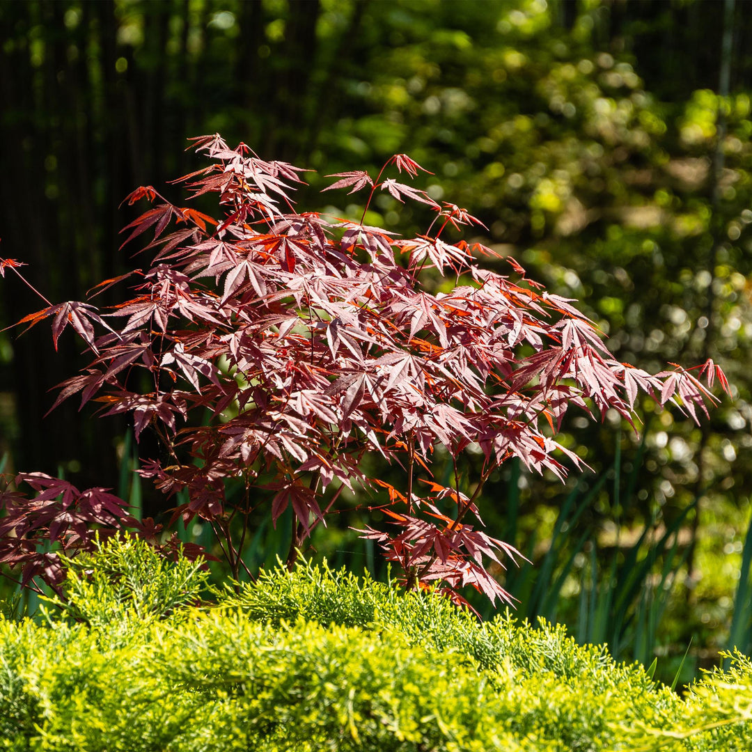 Érable Japonais Atropurpureum - Violet - 70cm - Acer Palmatum Extérieur