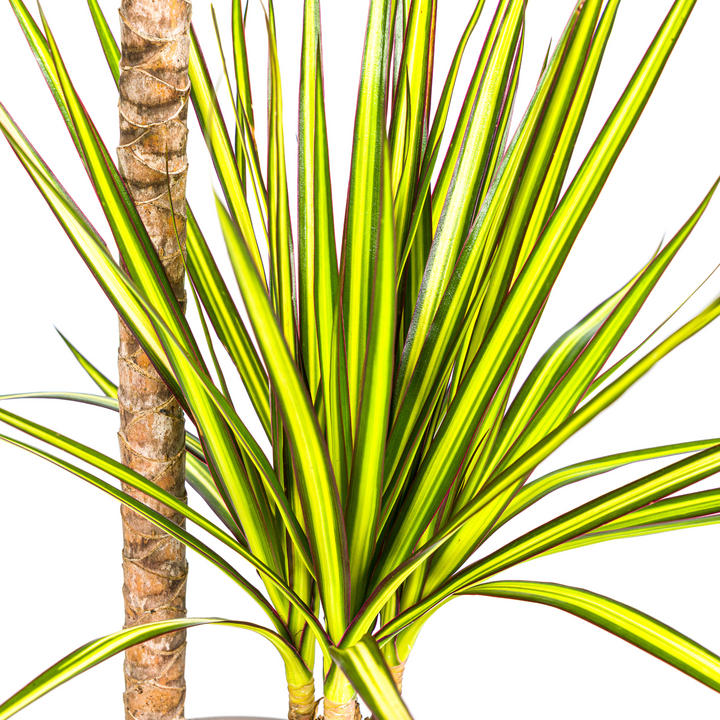 Dracaena Marginata Sunray Ø19cm - 80-100cm - Drakenboom