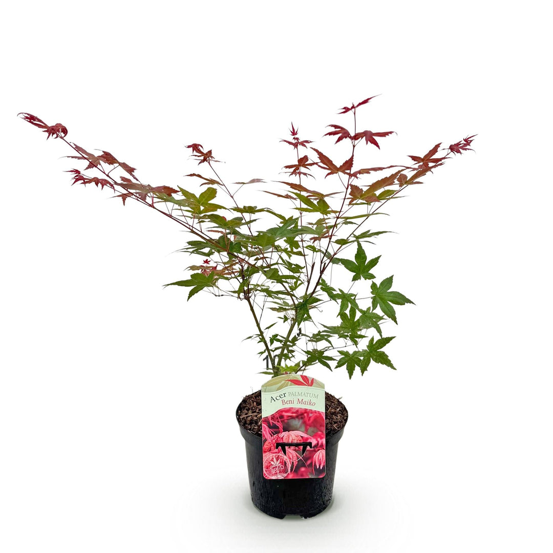 Japanse Esdoorn Beni Maiko - Rood - 70cm - Acer Palmatum Buiten