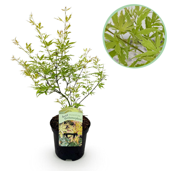 Érable japonais Methamorphosa - Vert - 70cm - Acer Palmatum Extérieur