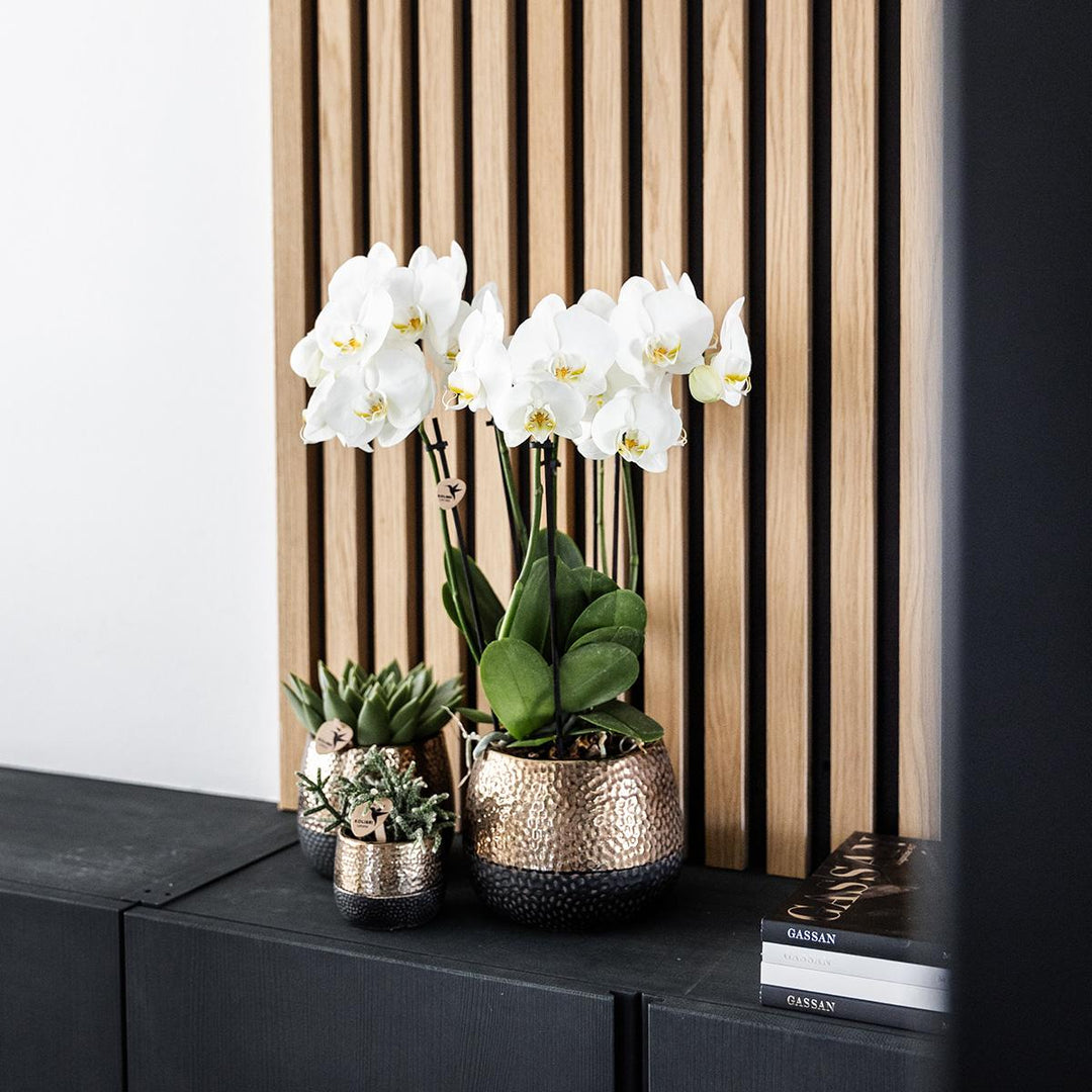 Elite pot copper - Ø12cm - Sierpot Kamerplant - Plantenpot