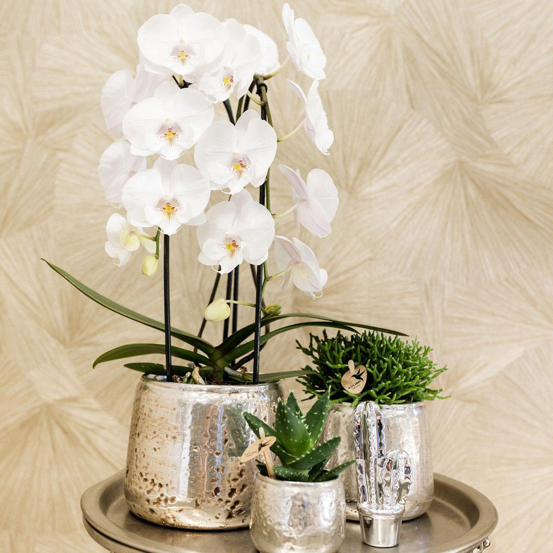 Niagara Fall orchidee - Phalaenopsis Orchidee