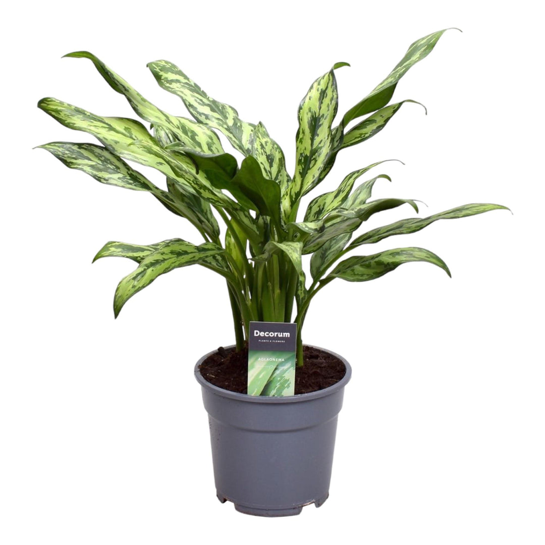 Aglaonema Juliette - 40 cm - ø12 - Chinese Evergreen