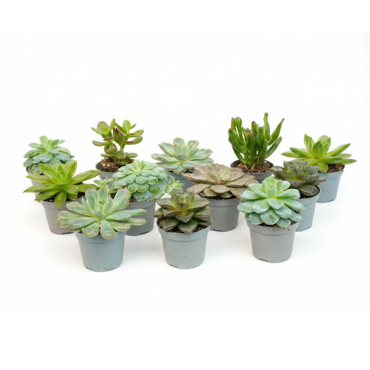 Set of 12 - Succulent Mix Set - Assorted Succulents in 6 cm Pots