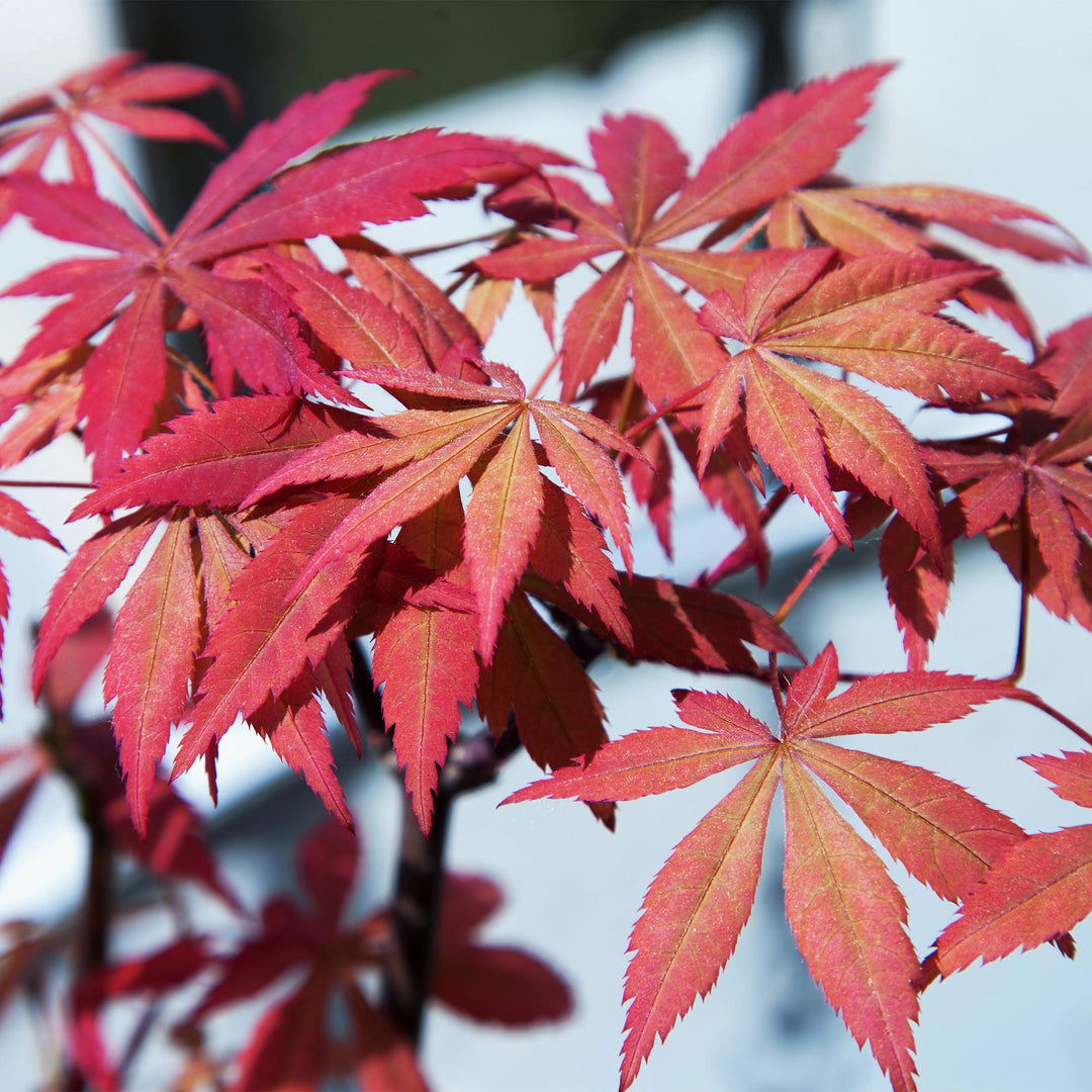 Japanse Esdoorn Sumi-nagashi - Rood - 70cm - Acer Palmatum Buiten
