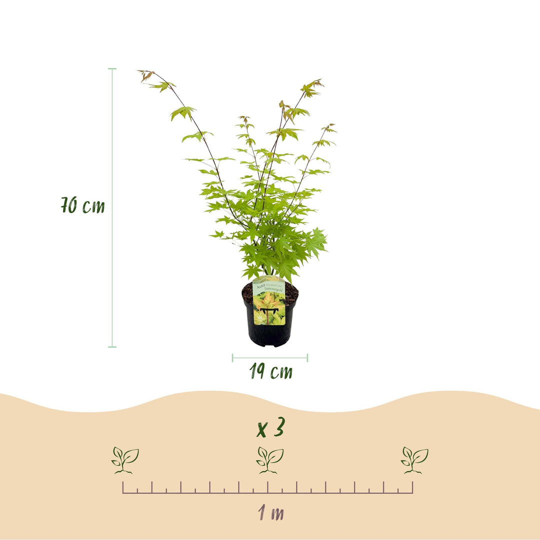 Érable japonais Summergold - Jaune - 70cm - Acer Palmatum Extérieur