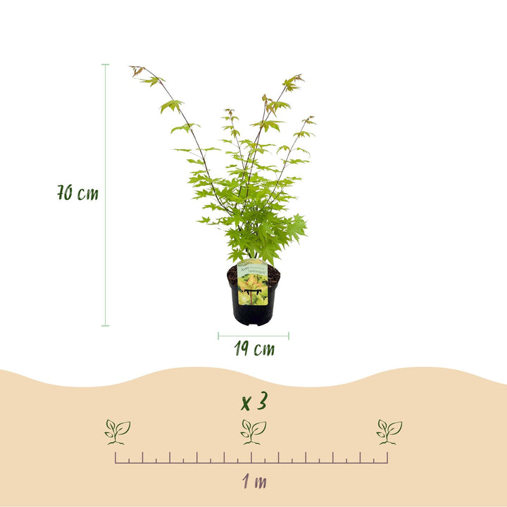 Érable japonais Summergold - Jaune - 70cm - Acer Palmatum Extérieur